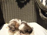 Mükemmel Shihtzu Yavrularımız