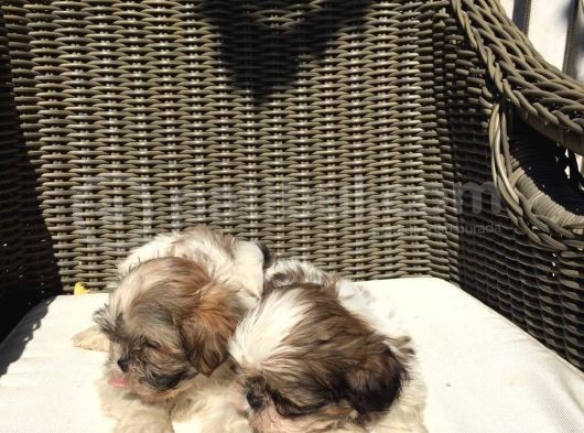 Mükemmel Shihtzu Yavrularımız görsel