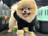 1 Yaş Erkke Pomeranian Teddy Face