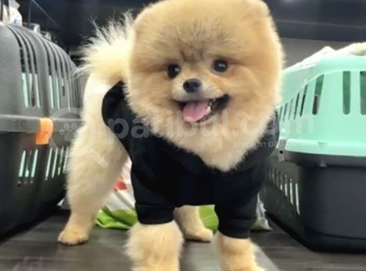 1 Yaş Erkke Pomeranian Teddy Face görsel