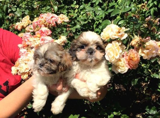 Shihtzu Yavrularım görsel
