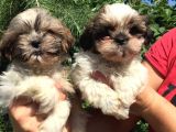 Shihtzu yavrularım