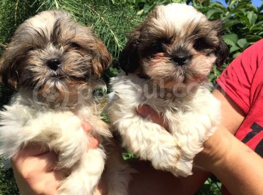 Shihtzu Yavrularım