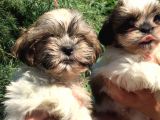 Shihtzu Yavrularım