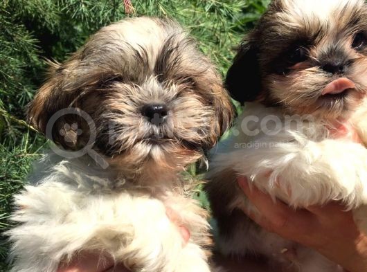 Shihtzu Yavrularım görsel