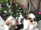 Mükemmel Shihtzu Yavrularımız