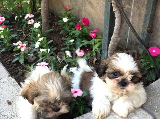 Mükemmel Shihtzu Yavrularımız görsel