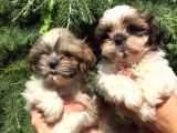 Shihtzu Yavrularım