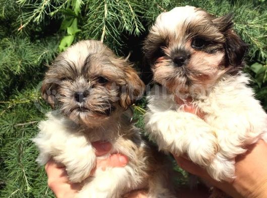 Shihtzu Yavrularım görsel