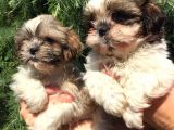 Shihtzu Yavrularım