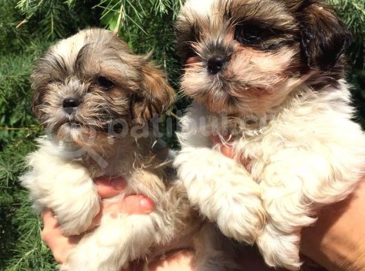 Shihtzu Yavrularım görsel