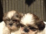 Mükemmel Shihtzu Yavrularımız