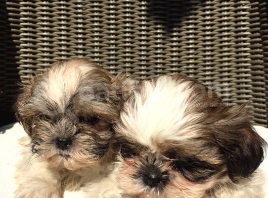 Mükemmel Shihtzu Yavrularımız görsel