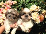 Shihtzu Yavrularım