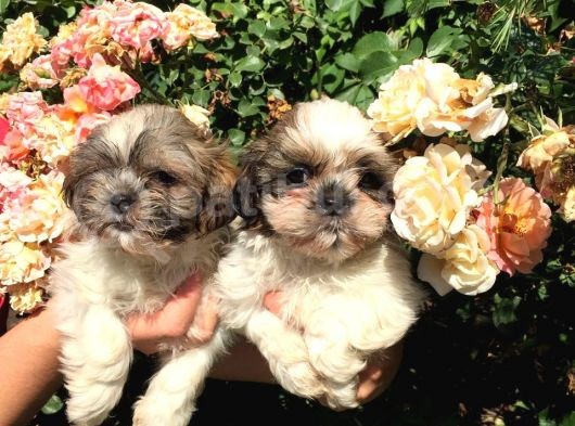Shihtzu Yavrularım görsel