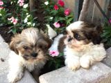 Mükemmel Shihtzu Yavrularımız