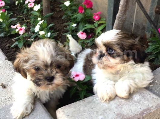 Mükemmel Shihtzu Yavrularımız görsel