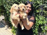 Safkan Golden Retriever Yavrularım
