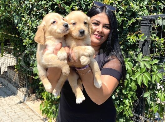 Safkan Golden Retriever Yavrularım görsel