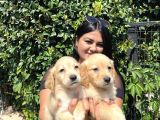 Safkan Golden Retriever Yavrularım