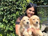 Safkan Golden Retriever Yavrularım