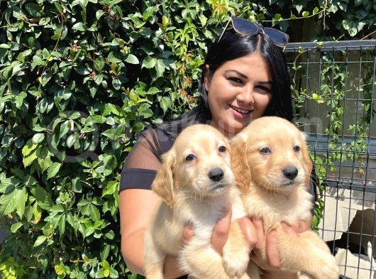 Safkan Golden Retriever Yavrularım görsel