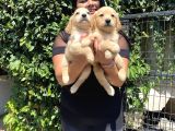 Safkan Golden Retriever Yavrularım