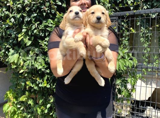 Safkan Golden Retriever Yavrularım görsel