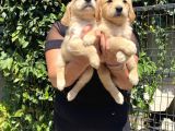 Safkan golden retriever yavrularım