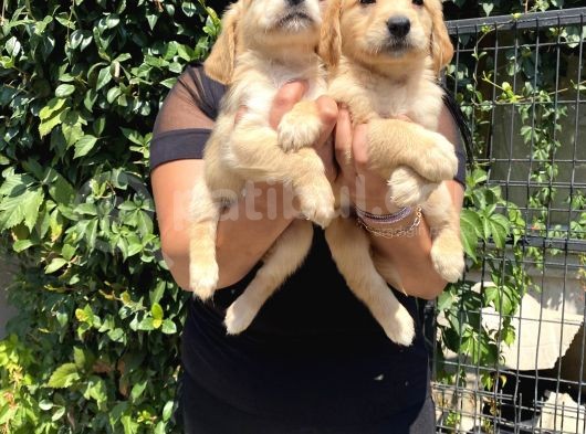 Safkan Golden Retriever Yavrularım