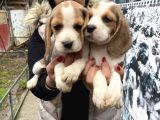 Safkan beagle yavrularım