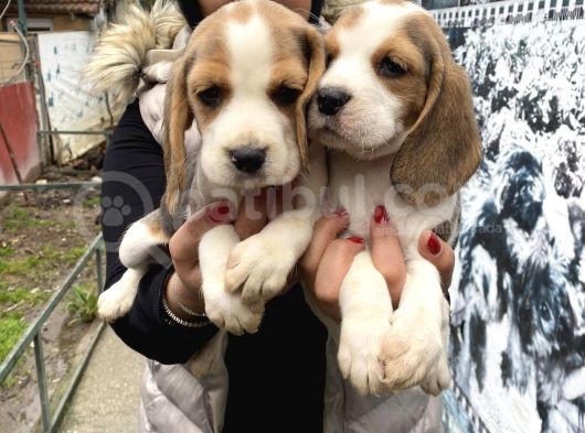 Safkan beagle yavrularım