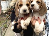 Safkan Beagle Yavrularım