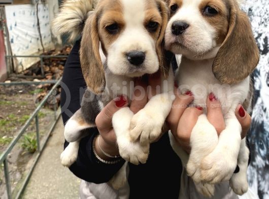 Safkan Beagle Yavrularım görsel