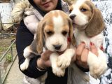 Safkan Beagle Yavrularım