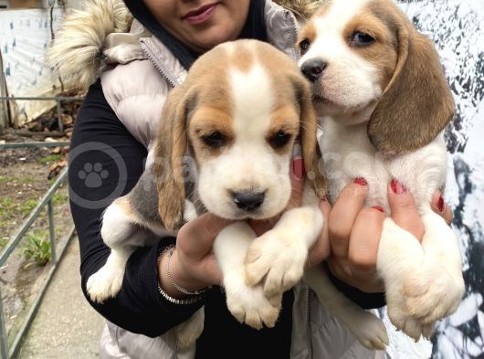 Safkan Beagle Yavrularım görsel