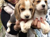 Safkan Beagle Yavrularım