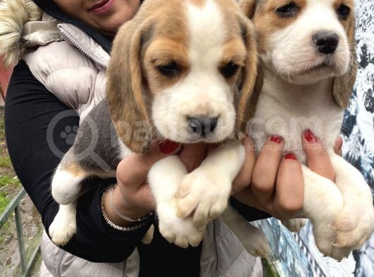 Safkan Beagle Yavrularım görsel