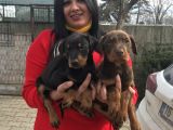 King Doberman Yavrularım