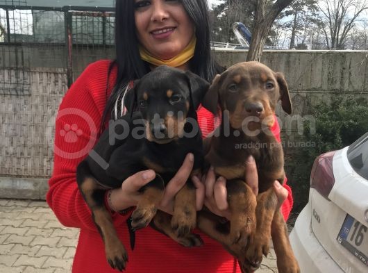 King Doberman Yavrularım görsel