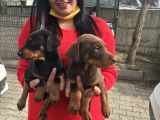 King Doberman Yavrularım