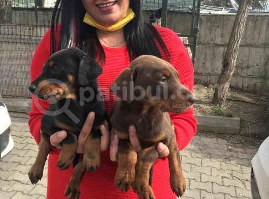 King Doberman Yavrularım görsel