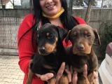 King Doberman Yavrularım