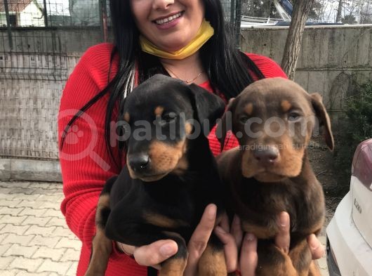 King Doberman Yavrularım görsel