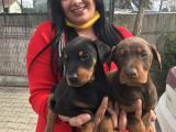 King doberman yavrularım