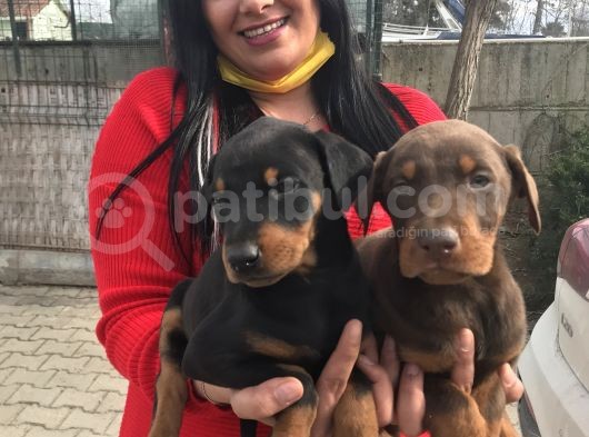 King doberman yavrularım