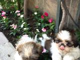 Mükemmel Shihtzu Yavrularımız