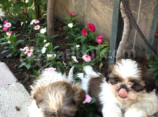 Mükemmel Shihtzu Yavrularımız görsel