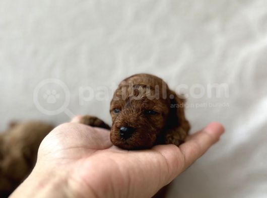 Redbrown Toy Poodle Bebekler görsel