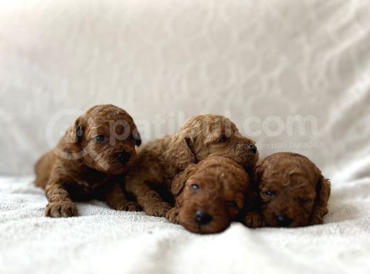 Redbrown Toy Poodle Bebekler görsel